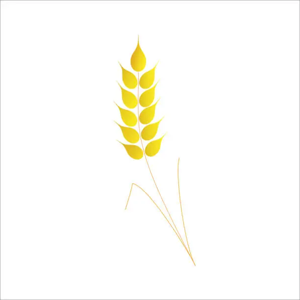 Vector illustration of Ear of wheat.