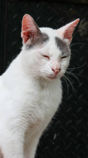 istock cute white cat portrait 1402014421