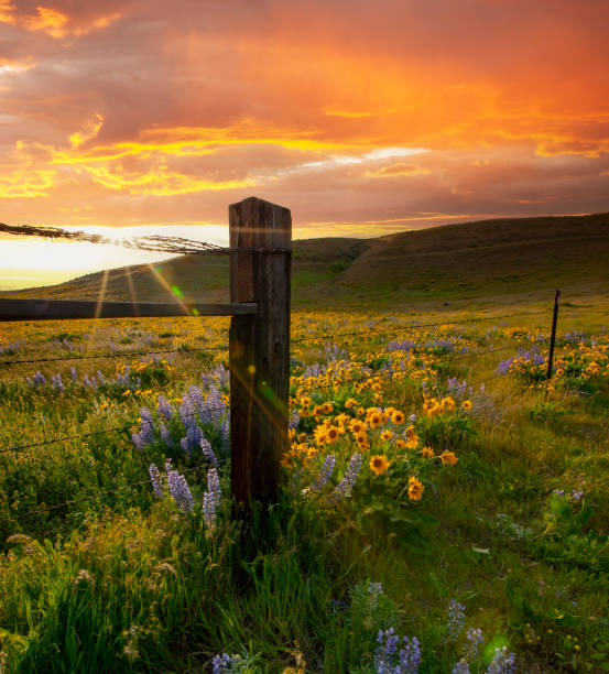 Springtime sunset on the Columbia Hills, Columbia River Gorge, WA.