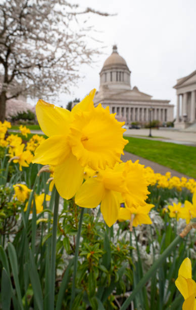 수선화 워싱턴 주 수도 올림피아. - washington state olympia state capital 뉴스 사진 이미지