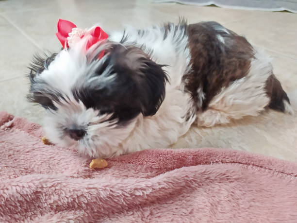 istock beautiful shih tzu dog 1402017448