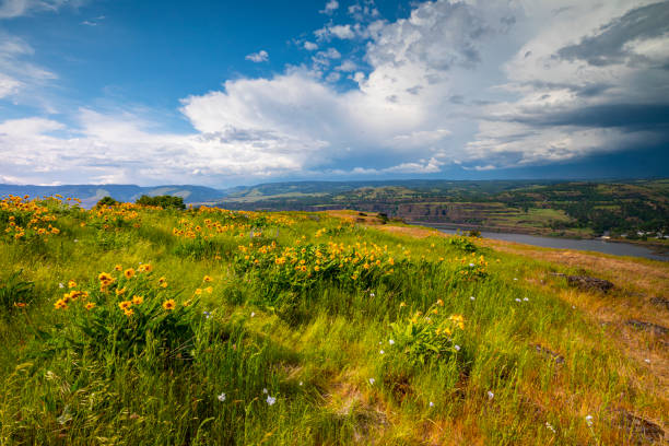 Wildflowers on Rowena Crest with the Columbia River in the distance below.