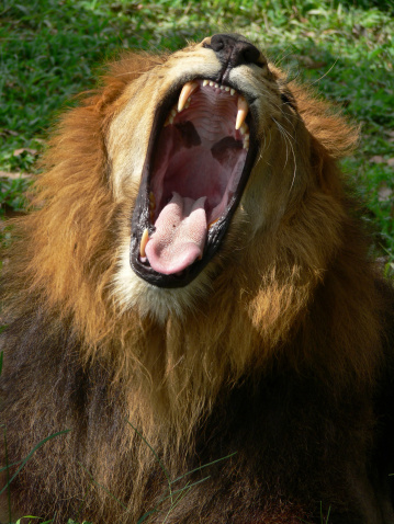Lion at Animal Safari. Melaka, Malaysia.