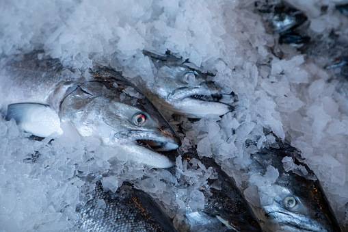 Fresh caught salmon on ice at a fish market.