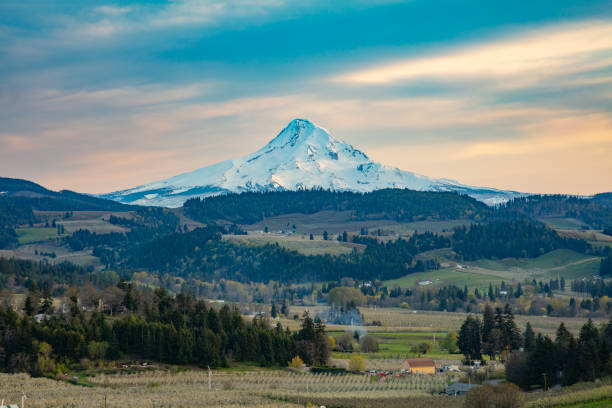 Snow covered Mt Hood. Mt Hood viewed from the Hood River Valley, Oregon. oregon barn farm mt hood stock pictures, royalty-free photos & images