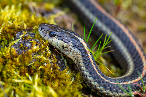 A wild garter snake in the Columbia River Gorge.