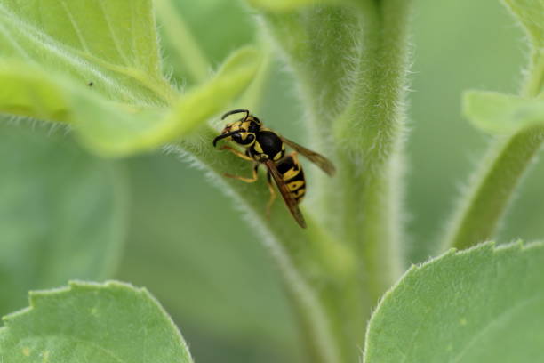 Single Yellowjacket on a Sunflower  leaf stem side view