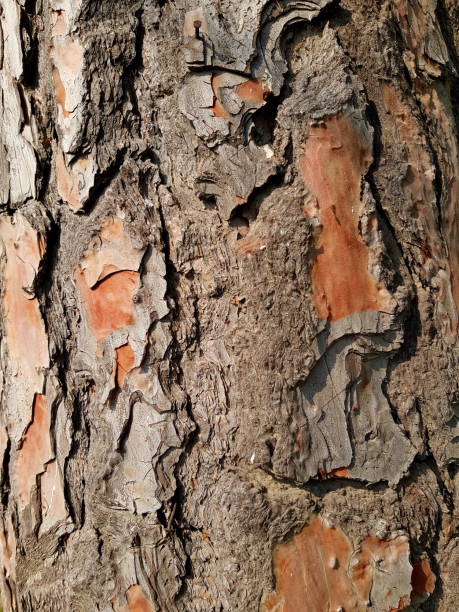 istock Closeup of cracked and natural patterns on tree trunk or bark. 1402020190
