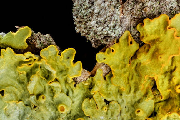 istock Yellow maritime sunburst lichen - Xanthoria parietina - growing on tree branch bark, abstract microscope detail with black background, image width 9mm 1402021863