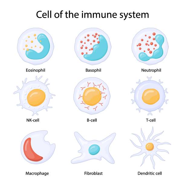 komórki układu odpornościowego. leukocyty lub białe krwinki eozynofile, neutrofile, bazofile, makrofagi, fibroblasty i komórki dendrytyczne. - macrophage human immune system cell biology stock illustrations