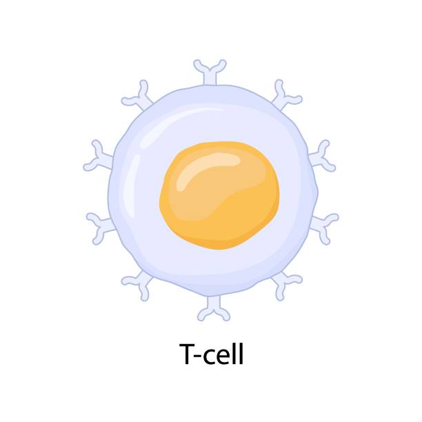 흰색 배경에서 단리된 면역계 t 세포의 벡터 일러스트레이션. - t세포 stock illustrations