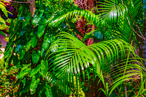 Tropical plants in botanic garden