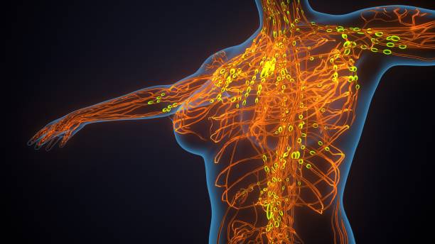 istock 3d illustrastion of  human women nervous system 1402022855