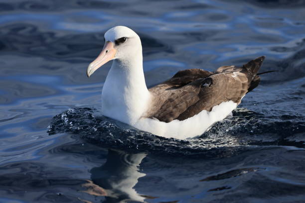 istock Laysan albatross  in Japan 1402022990