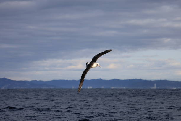 istock Laysan albatross  in Japan 1402024719