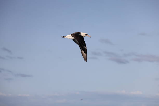 Laysan albatross (Diomedea immutabilis) in Japan