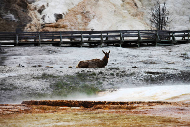 Elk cow (female) and calf crossing Madison river is Yellowstone National Park. This is in western Yellowstone near the town of West Yellowstone. Larger nearby cities are Bozeman and Billings, Montana in western USA.