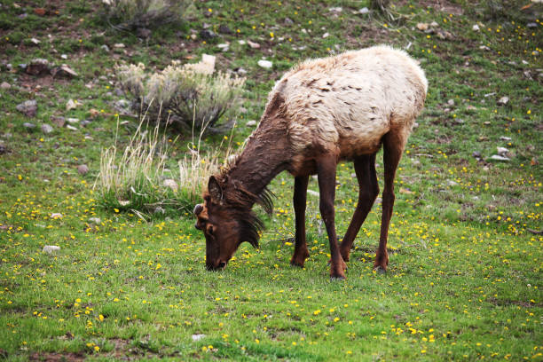 istock Wild life, Elk of Yellowstone 1402027563