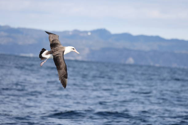 istock Laysan albatros in Japan 1402029456