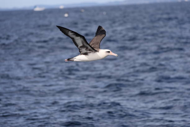 Laysan albatros in Japan stock photo