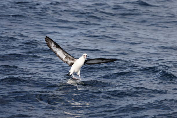 istock Laysan albatros in Japan 1402029661