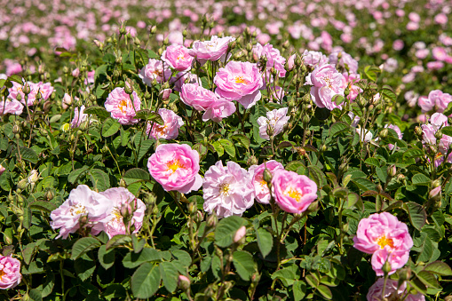 The rose fields in the valley of Guneykent, Isparta, Turkey