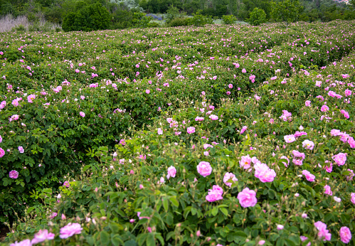 The rose fields in the valley of Guneykent, Isparta, Turkey