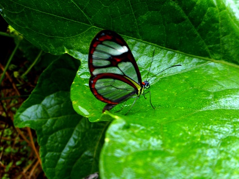 Alas de cristal de mariposa insecto - oto greta photo