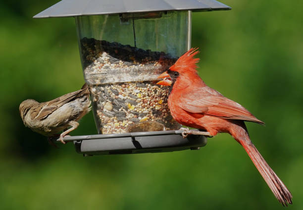 istock Male Northern Cardinal on a bird feeder 1402030695