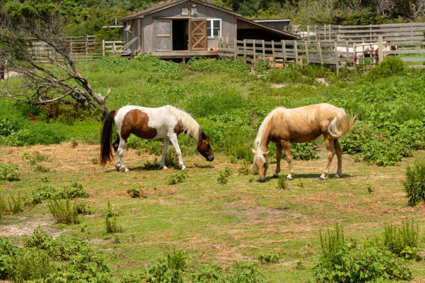 Wild ponies on Ocracoke Island Ocracoke Banker Ponies can be seen at the Ocracoke Pony Pen off of Highway 12. They have been penned for their protection and cared for by the National Park Service since 1959. ocracoke island stock pictures, royalty-free photos & images