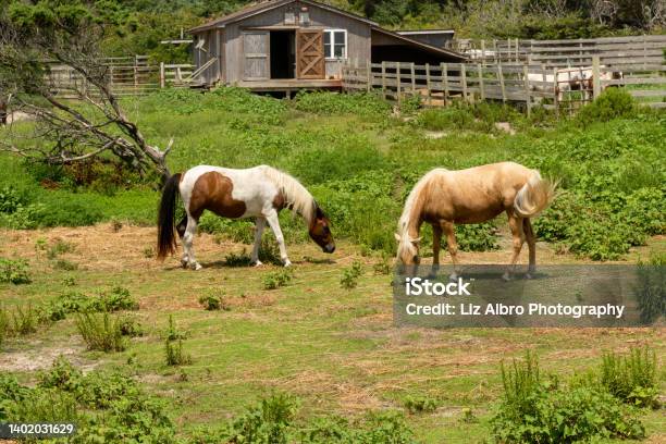 Wild Ponies On Ocracoke Island Stock Photo - Download Image Now - Pony, North Carolina - US State, Ocracoke