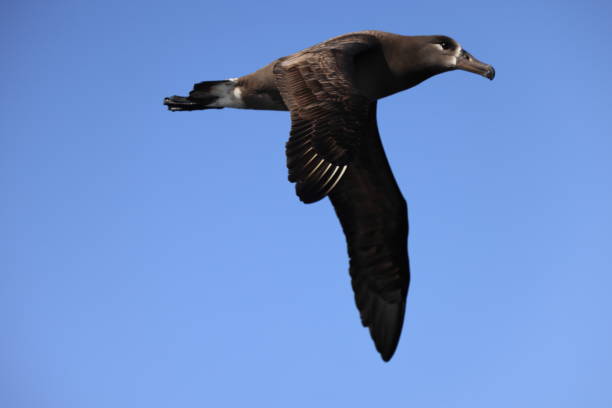 Black-footed albatross in Japan stock photo