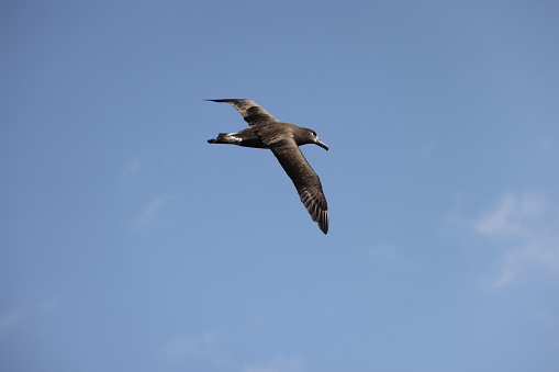 Black-footed albatross (Diomedea nigripes) in Japan