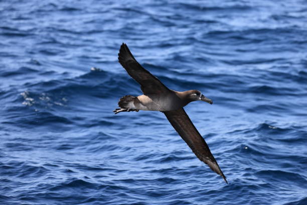 istock Black-footed albatross in Japan 1402031769