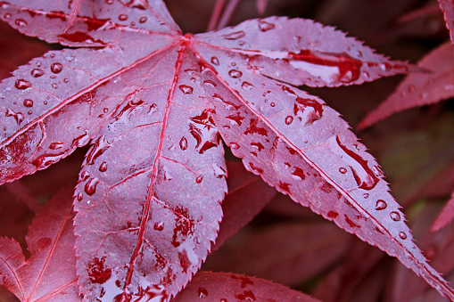 Closeup Leaf on a Japanese Maple tree after the rain
