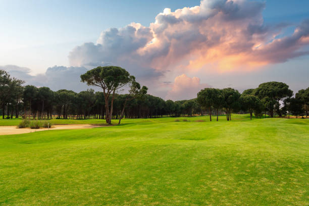 istock Panoramic view of beautiful golf course with pines with dramatic sky and clouds 1402032623