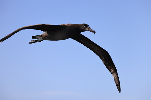 Taxon name: Snowy Albatross\nTaxon scientific name: Diomedea exulans\nLocation: Eaglehawk Neck, Tasmania, Australia
