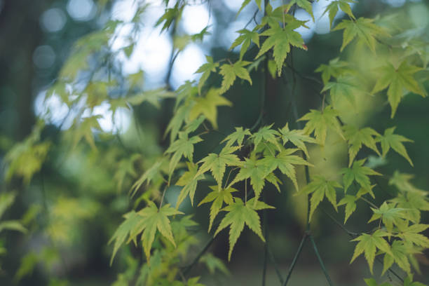 istock Image of fresh greenery and sunlight filtering through trees in early summer 1402035291