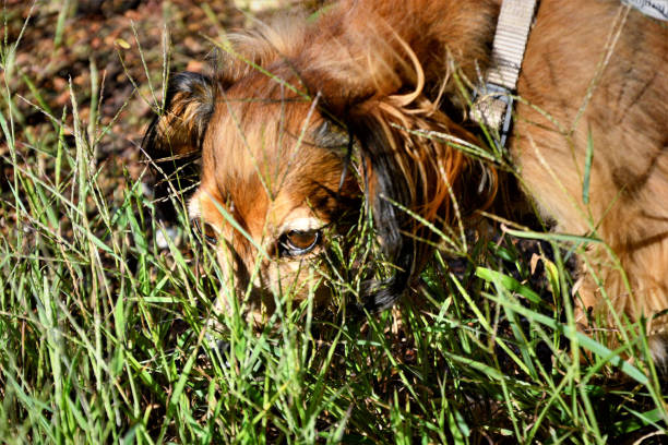 istock A dog without breed set smelling the grass floor 1402036188