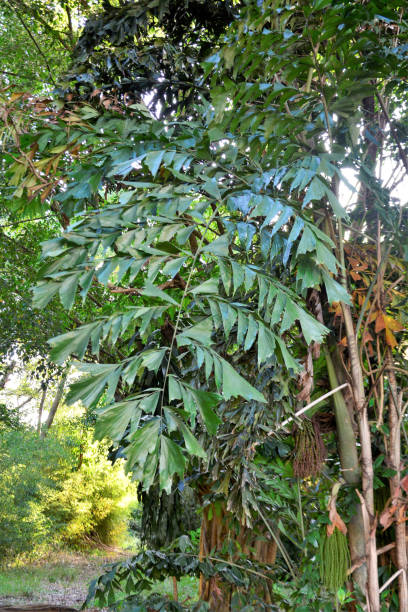 istock Caryota mitis and its leaves in the woods 1402036204