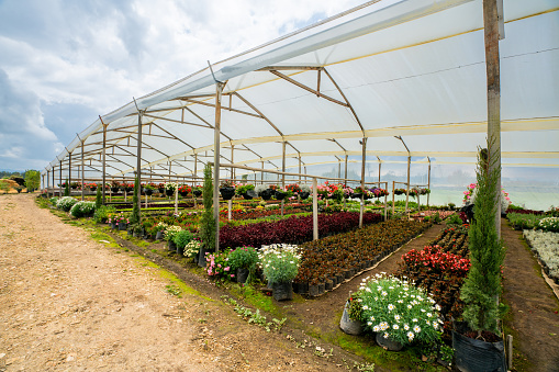 Garden Center with no people and colorful plants - gardening concepts