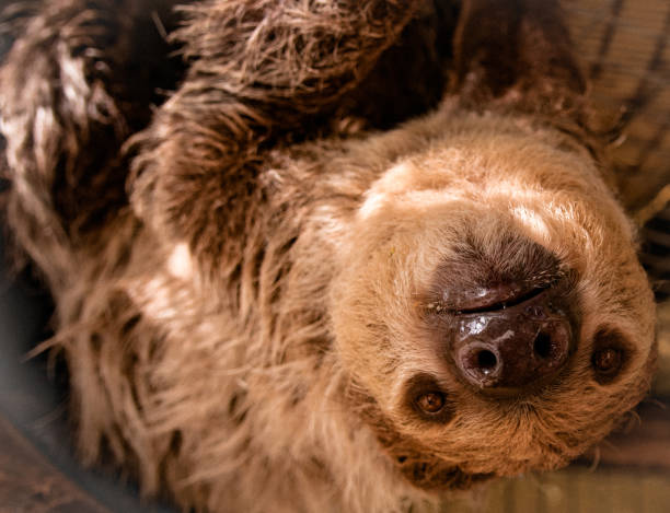 Sloths stock photo