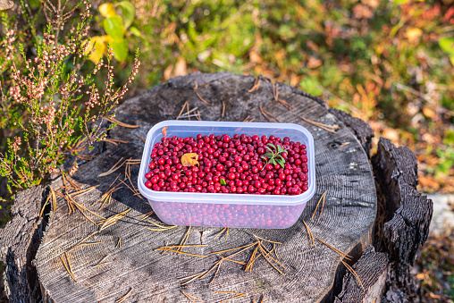 Lingonberries in a transparent plastic box on a stump in the forest. Foraging in the woods.