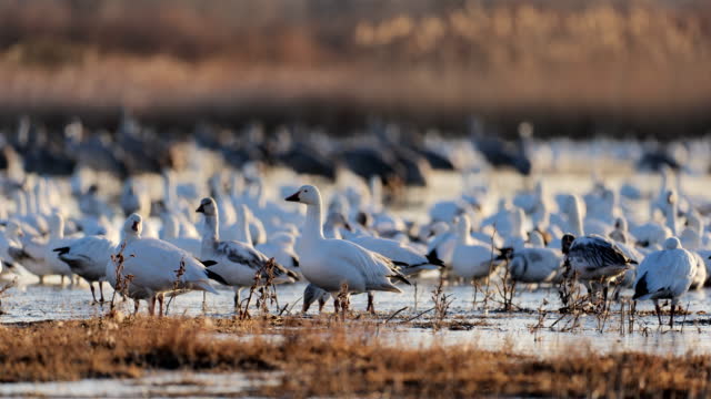 Snow Geese in the winter: Bosque Del Apache National Wildlife Refuge: New Mexico