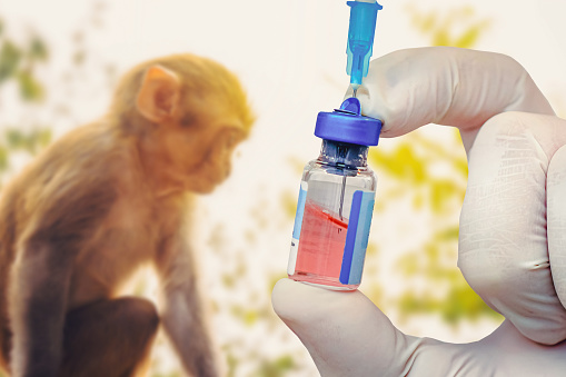 A vial of vaccine for Monkeypox virus. a test tube with a vaccine and a syringe on the background of a monkey. Veterinary medicine.