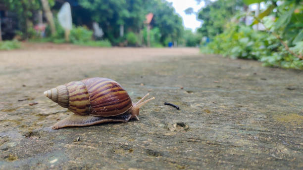 snail was walking slowly on the road.