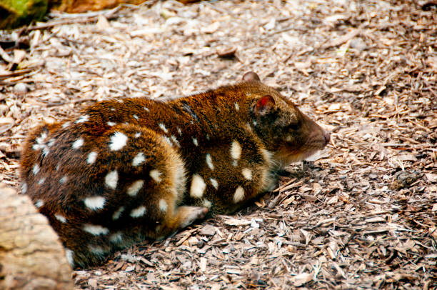 Spotted Tailed Quoll Spotted Tailed Quoll - Australia spotted quoll stock pictures, royalty-free photos & images