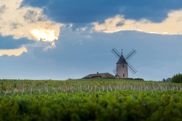 moulin à vent et vignobles du moulin-a-vent au coucher du soleil dans le beaujolais en france - beaujolais nouveau photos et images de collection