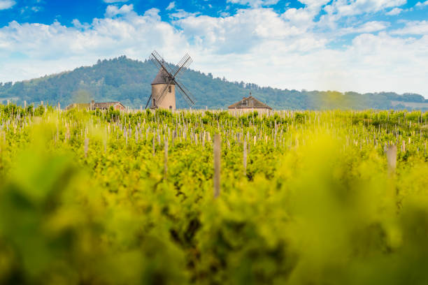 wiatrak i winnice moulin-a-vent w beaujolais we francji - burgundia zdjęcia i obrazy z banku zdjęć