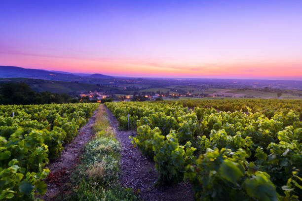 Landscape of Beaujolais with vineyards at sunrise in France Landscape of Beaujolais with vineyards at sunrise in France beaujolais region stock pictures, royalty-free photos & images